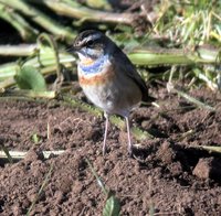 Bluethroat