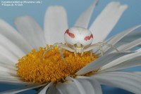 Kamæleonedderkop (Misumena vatia )