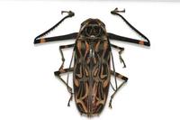 Acrocinus longimanus