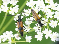 Stenurella bifasciata bifasciata