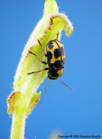 Cryptocephalus decemmaculatus