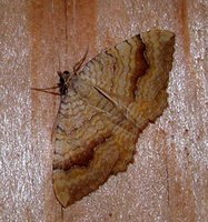 Camptogramma bilineata - Yellow Shell