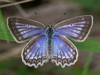 Polyommatus daphnis - Meleager's Blue