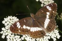 Limenitis camilla - White Admiral