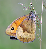 Maniola jurtina - Meadow Brown