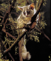 South African lesser bushbaby (Galago moholi)