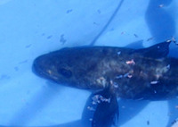 Arctogadus borisovi, East Siberian cod: fisheries