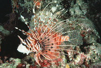 Pterois antennata, Broadbarred firefish: fisheries, aquarium