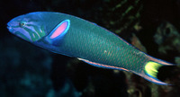 Thalassoma lunare, Moon wrasse: fisheries, aquarium