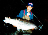 Lates japonicus, Japanese lates: fisheries, gamefish