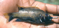 Tilapia kottae, :