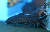 Synodontis polli, :