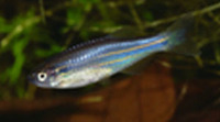 Danio kerri, Blue danio: aquarium