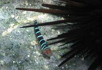 Ginsburgellus novemlineatus, Nineline goby: aquarium