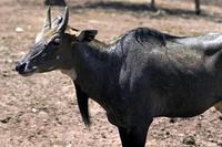 Image of: Boselaphus tragocamelus (nilgai)