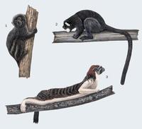 Image of: Callitrichinae (marmosets and tamarins)