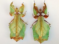 Phyllium giganteum