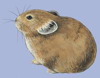 Image of: Ochotona princeps (American pika)