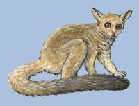 Image of: Otolemur garnettii (small-eared galago)