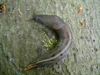 Limax cinereoniger