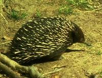 Image of: Tachyglossus aculeatus (short-beaked echidna)