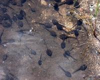 Image of: Bufo americanus (American toad)