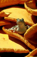 Image of: Rana palustris (pickerel frog)