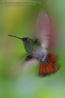 Amazilia tzacatl - Rufous-tailed Hummingbird