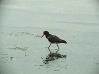 Haematopus longirostris - Pied Oystercatcher