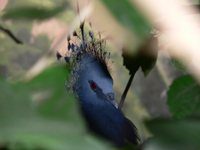 Goura victoria - Victoria Crowned-Pigeon