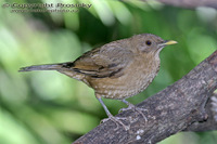 Turdus grayi - Clay-colored Thrush