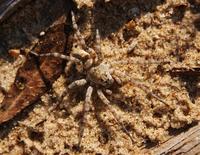 Image of: Arctosa littoralis (beach wolf spider)