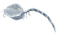 Image of: Cyclaspis longicaudata