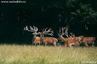 Cervus elaphus - Red Deer