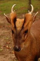 Muntiacus reevesi - Reeve's Muntjac