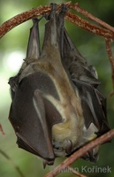Eidolon helvum - Straw-colored Fruit Bat