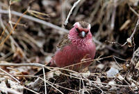 Image of: Carpodacus thura (white-browed rosefinch)