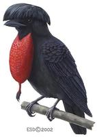 Image of: Cephalopterus glabricollis (bare-necked umbrellabird)