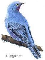 Image of: Cotinga maynana (plum-throated cotinga)