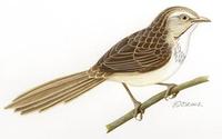 Image of: Megalurus gramineus (little grassbird)