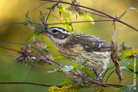 Image of: Pheucticus ludovicianus (rose-breasted grosbeak)