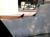 Image of: Quiscalus mexicanus (great-tailed grackle)