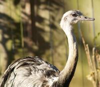 Image of: Rhea americana (greater rhea)