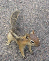 Spermophilus lateralis - Golden-mantled Ground Squirrel