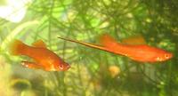 Xiphophorus hellerii - Green Swordtail