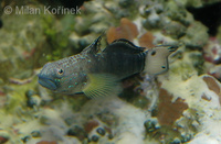 Amblygobius phalaena - Banded Goby