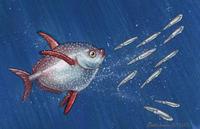 Image of: Lampris guttatus (opah)