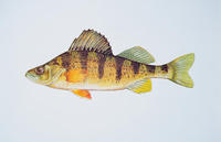 Image of: Perca flavescens (yellow perch)