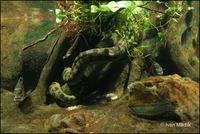 Eunectes murinus - Green Anaconda