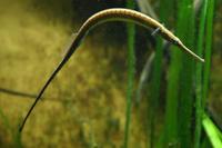 Doryichthys boaja